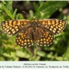 melitaea aurelia verblyudka female